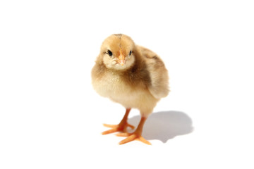 Chick isolated on white background with shadow