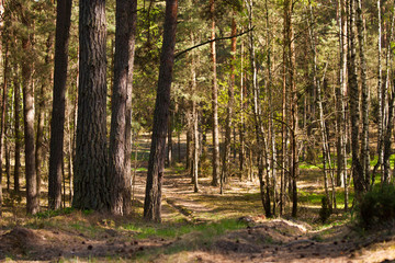 Fototapeta na wymiar European forest, Poland, Biebrza region
