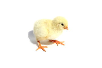 Chick isolated on white background with shadow