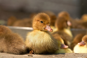 Musk duck ducklings