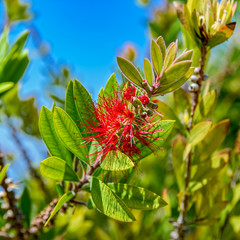 Callistemon viminalis or weeping bottlebrush