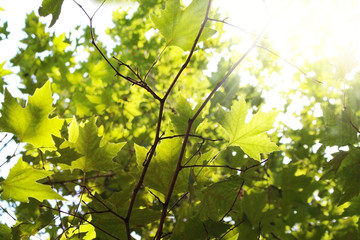 Fototapeta na wymiar Maple branches with green leaves in sunlight rays.