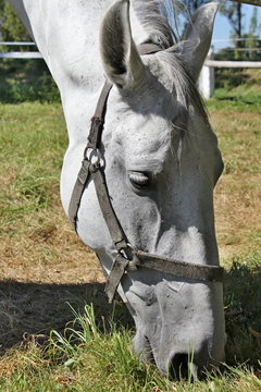 Image kladruber head horse.