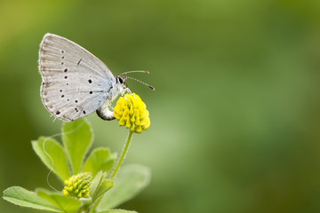 Butterfly collects nectar