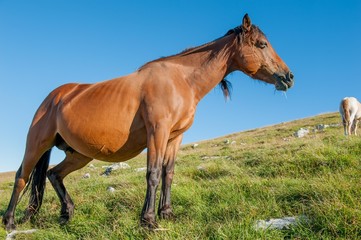 horses