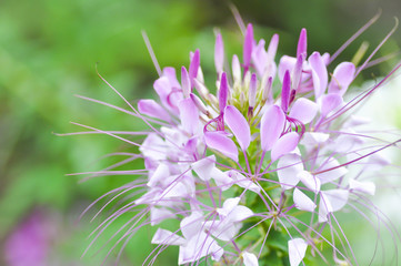 spider flower in the garden