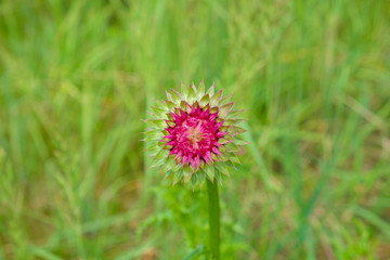 thistle flower on a background of steppe grass