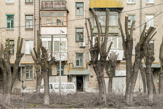 Trees with cut boughs in the courtyard of an apartment house