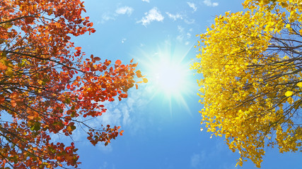 Bright yellow and red branches of autumn tree on sunny blue sky