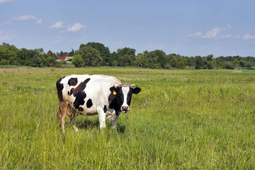 black and white cow in a meadow
