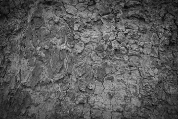 Wood texture background