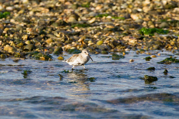 Kentish plover bird