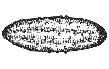 cucumber drawing