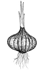 bulb drawing