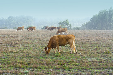 Cows at Misty Morning