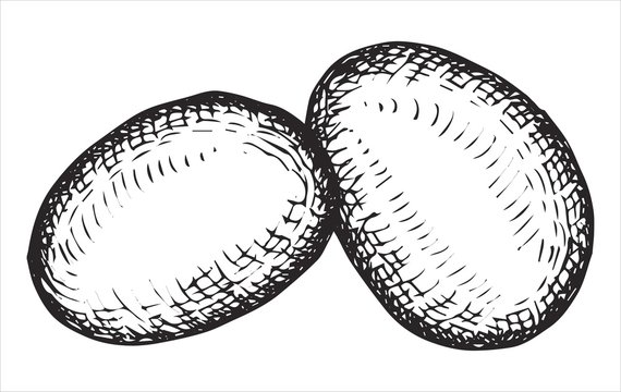 eggs drawing