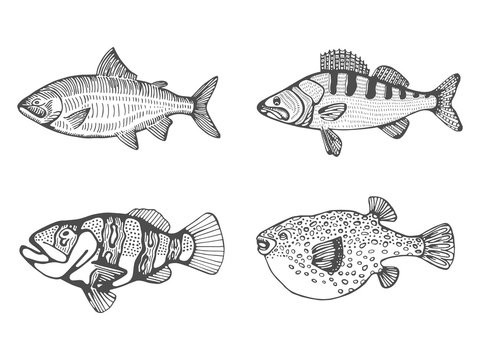 set of marine fish