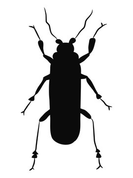 beetle insect