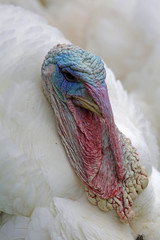 Weißer großer balzender Truthahn in Freilandhaltung