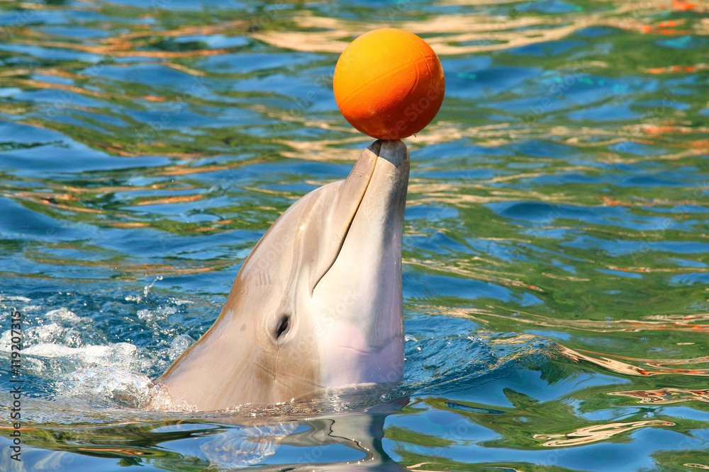 Wall mural dolphin smiling and playing with ball near beach. funny and friendly animal. greeting from tropical  - Wall murals