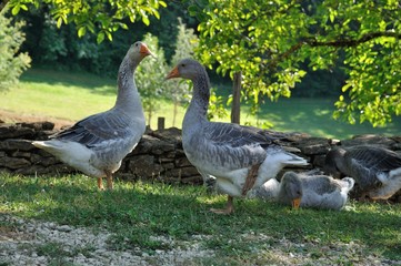 Farmed geese