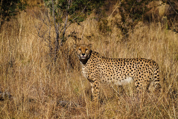 Namibia - Gepard beim Game Drive in der Amani Lodge