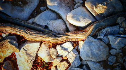 The root of the tree in stone