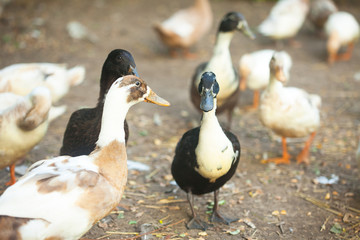 Domestic ducks and drakes in farm yard 