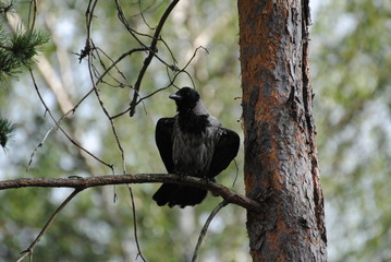 Nebelkrähe im Wald