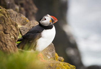 Atlantic Puffin
