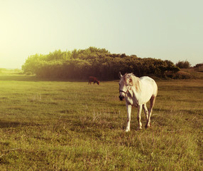 White horse on meadow.
