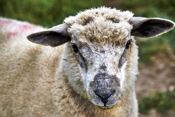 Sheep