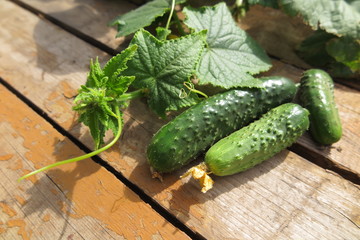 Cucumbers with vines in the summer garden on pine boards