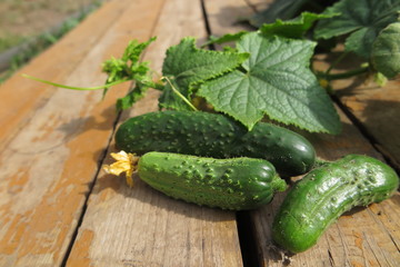Cucumbers with vines in the summer garden on pine boards