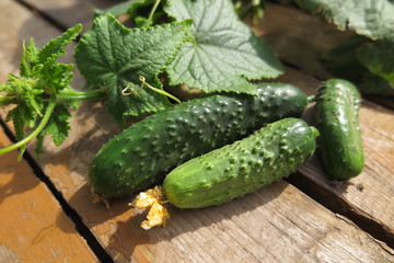 Cucumbers with vines in the summer garden on pine boards