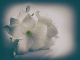 plumeria  flower
