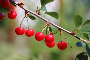 Ripe cultivar cherries in the June garden