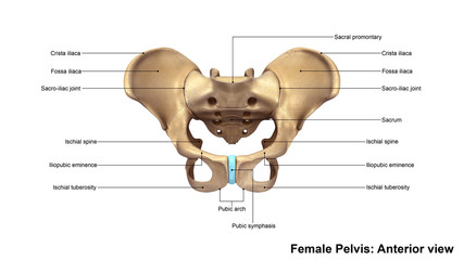 Skeleton Pelvis Anterior view