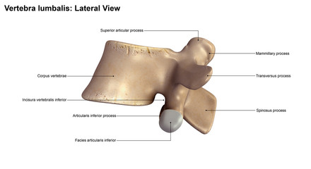 Vertebra lumbalis_Lateral view