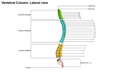 Vertebral Column