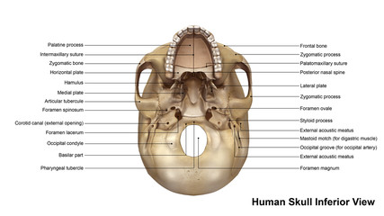 Skull Inferior view