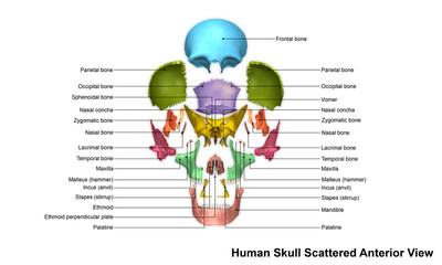 Skull Scattered Anterior view