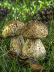Profumatissimi funghi porcini da cogliere e mangiare