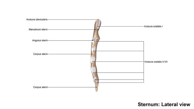 Sternum_Lateral view