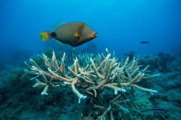 Fototapeta na wymiar グリーン島のサンゴ礁