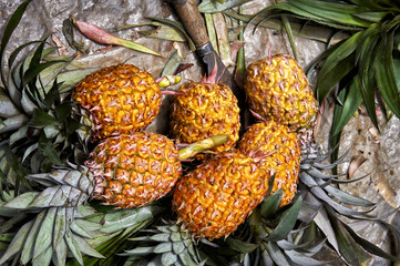pineapples closeup lazing on the ground in the farm