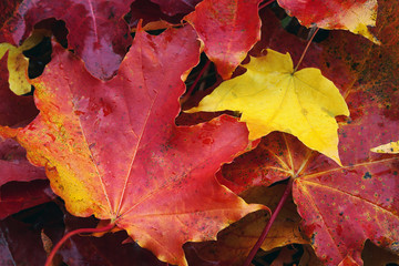 maple leaves closeup