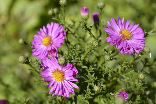 Asters - tiny autumn pink flowers
