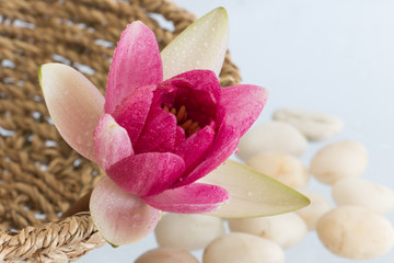 Naklejka na ściany i meble A beautiful pink waterlily or lotus flower