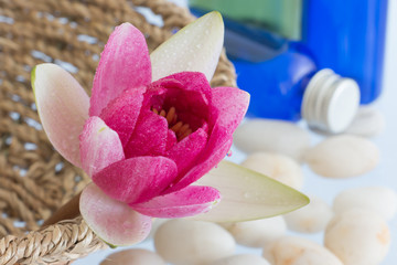Obraz na płótnie Canvas A beautiful pink waterlily or lotus flower